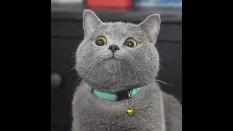 Кот Майкл AARONSANIMALS