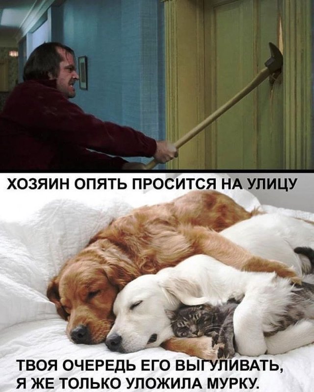 Приколы про собак и хозяев