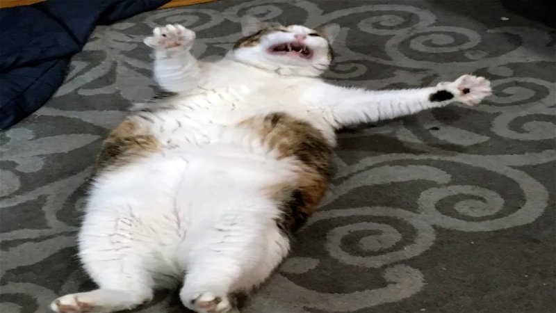 Жесткие мемы с котами