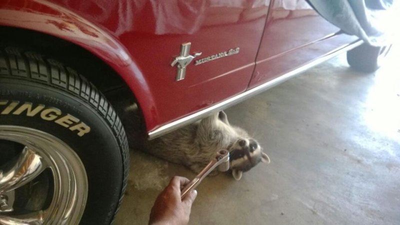 Кот автослесарь