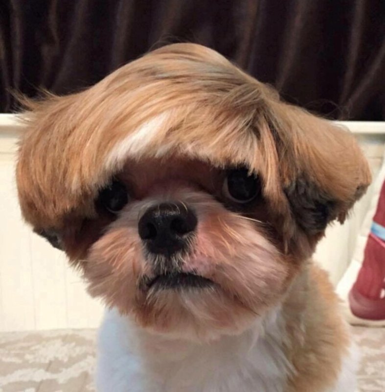 Ши тцу с челкой