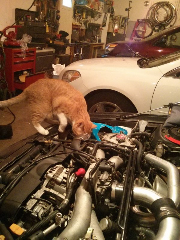 Кот в автомастерской