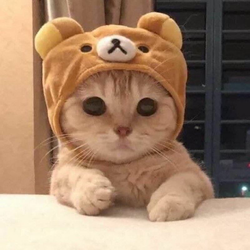 Шапочка котика