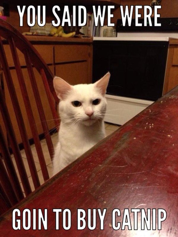 Недовольный кот