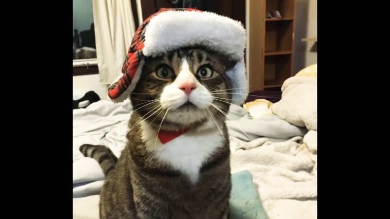 Ржака коты озвучка