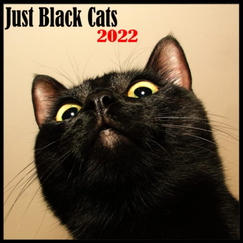 Бомбейская кошка