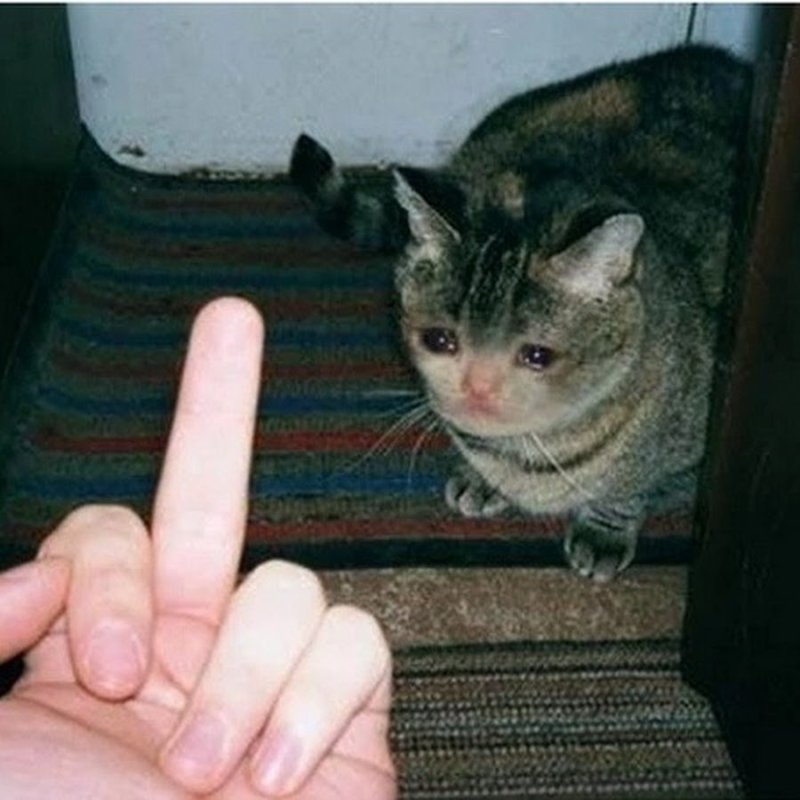 Плачущий кот