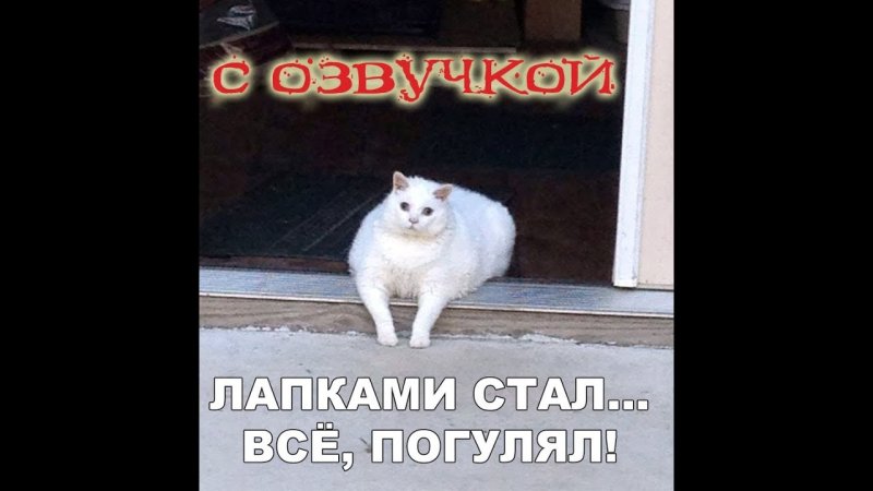 Кот Мурзик приколы с озвучкой