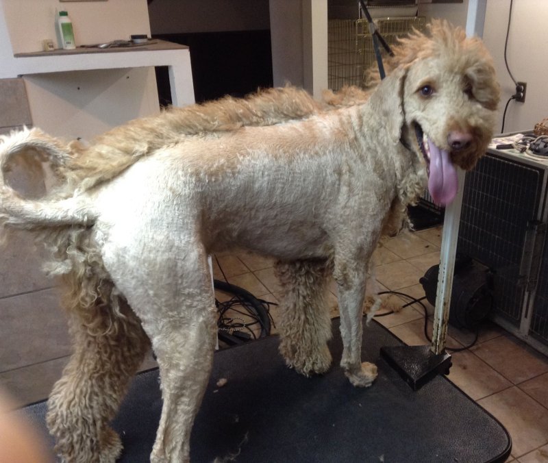 Смешно подстриженная собака