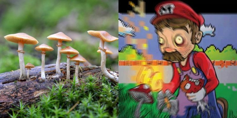 Мухомор галлюциногенный