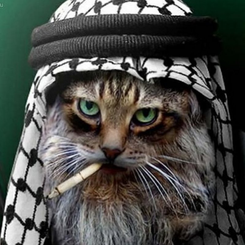 Кот террорист