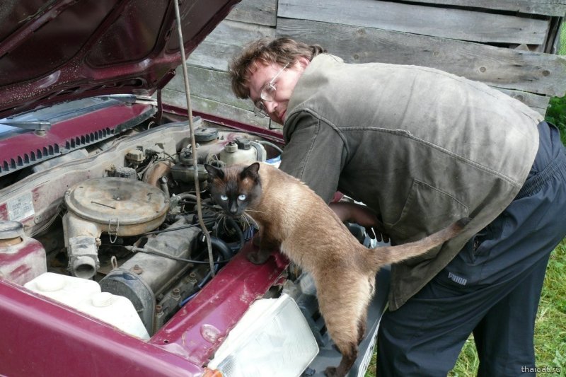 Кот автомеханик прикол