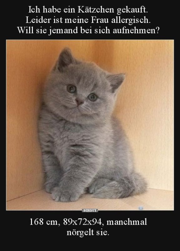 Мемы коты британские