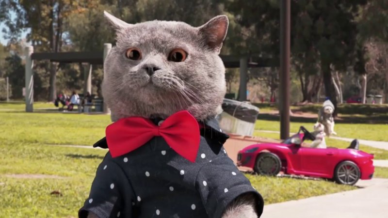 Доми шоу кот Мурзик