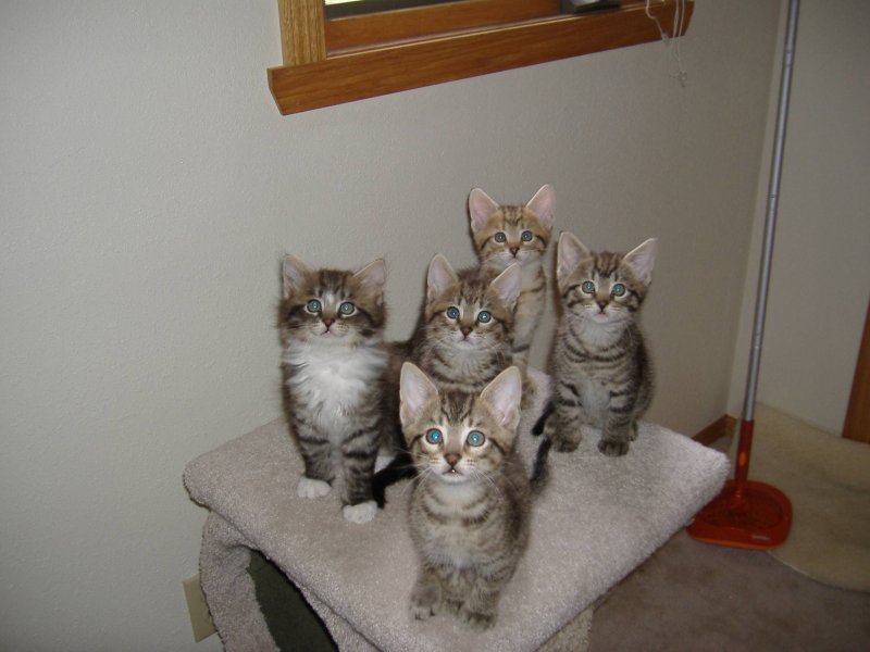 Кот Мурзик приколы