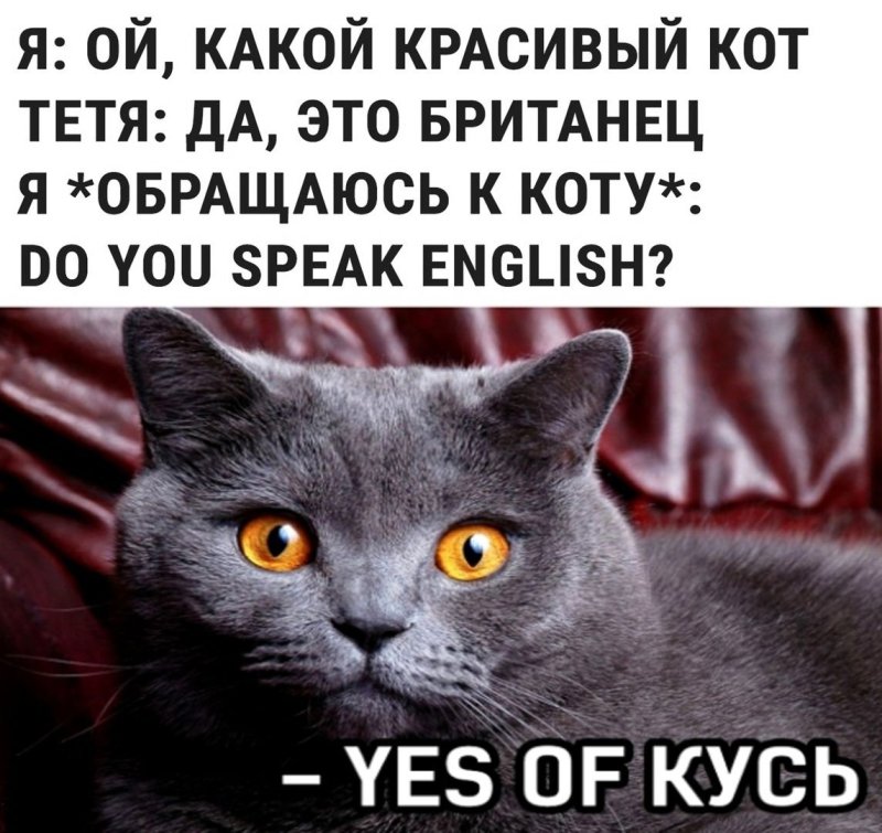 Британский кот
