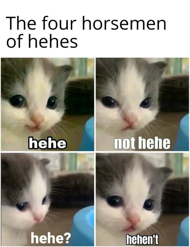 Мемы с котятами