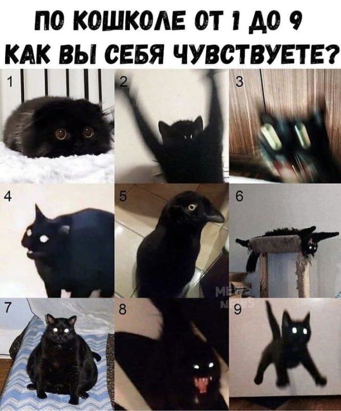 Черный кот Мем
