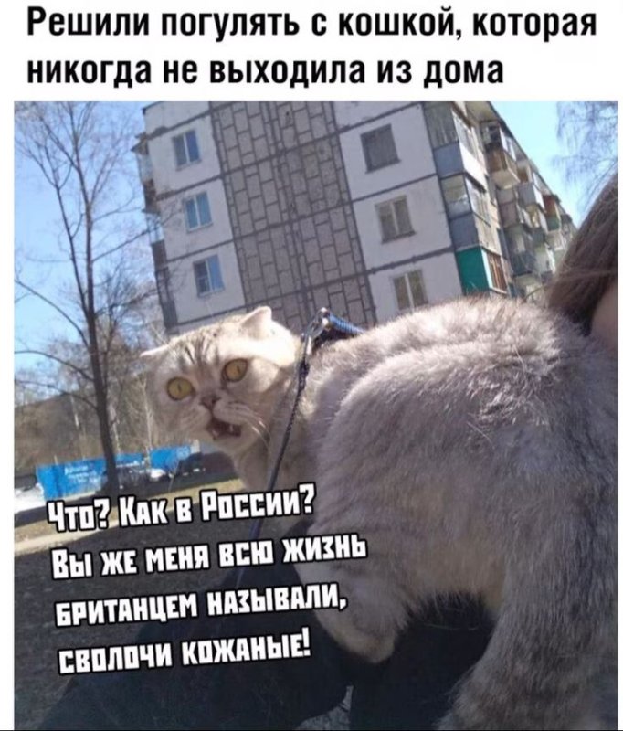 Коты мемы британцы