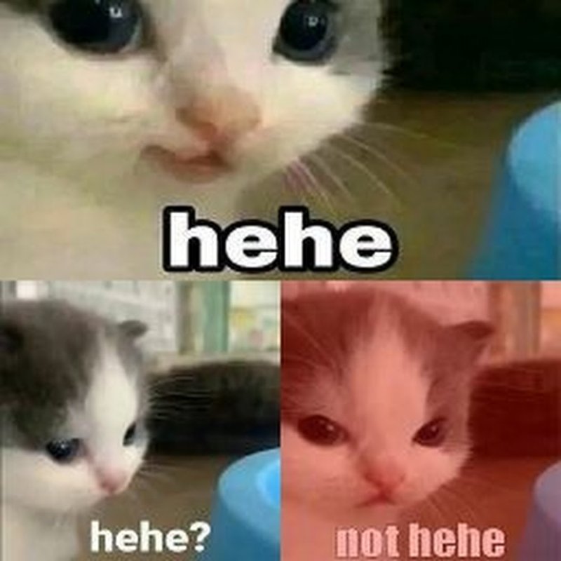 Мемы с котиками