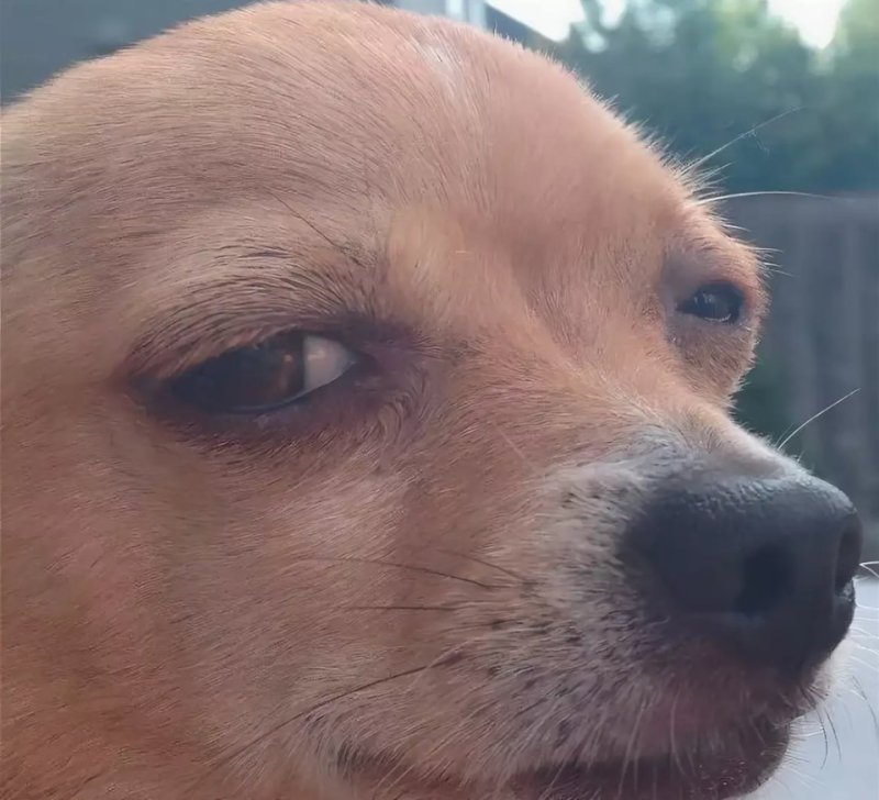 Собака щурится