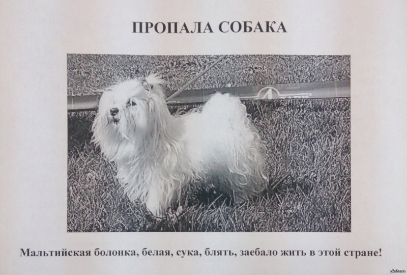 Потерялась собака смешная картинка