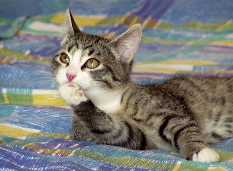 Кот мечтает