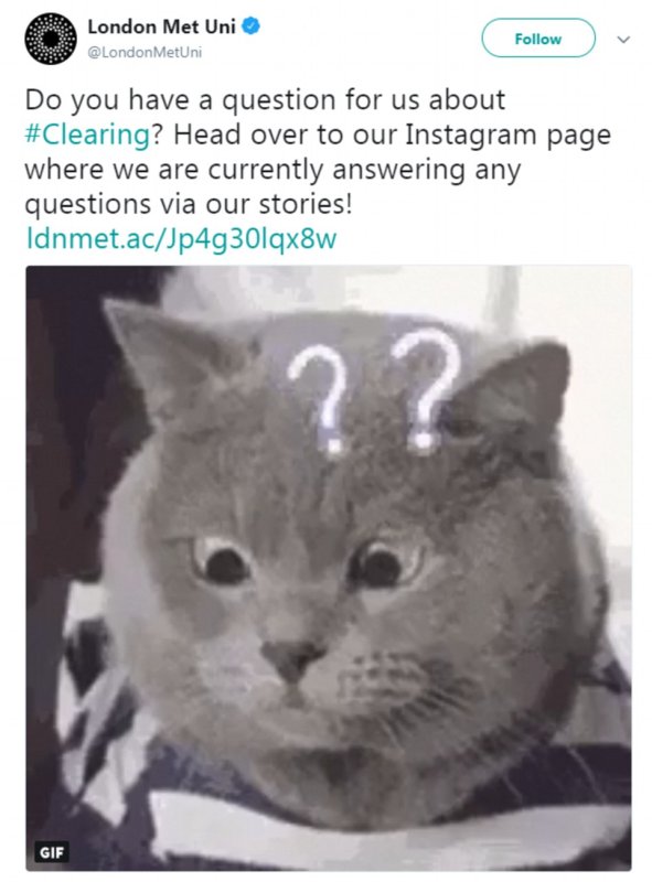 Кот британец gif