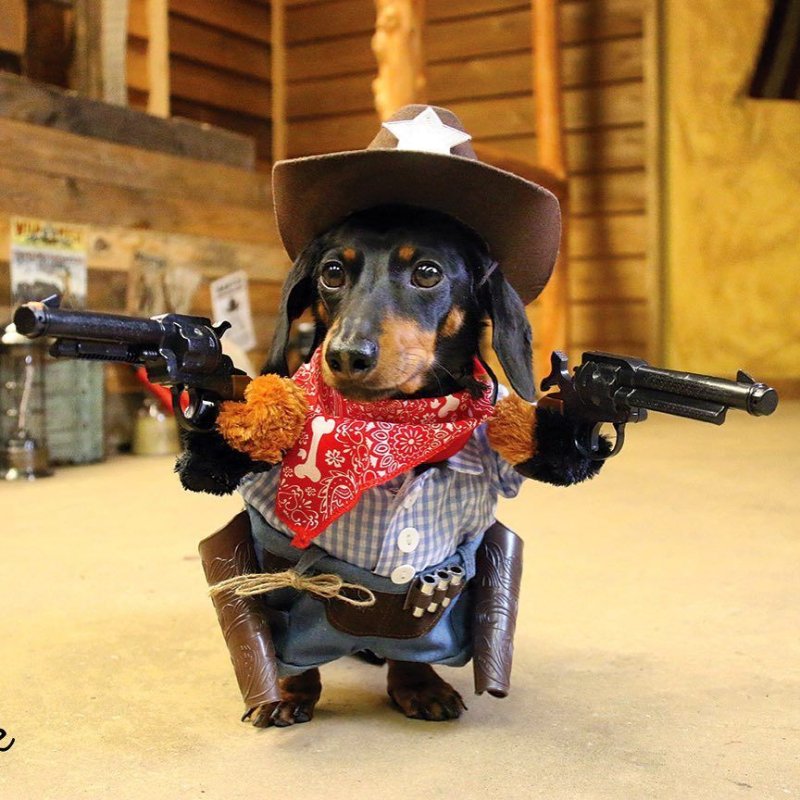 Боевая такса