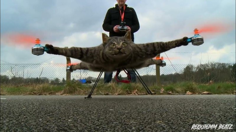 Летающий кот