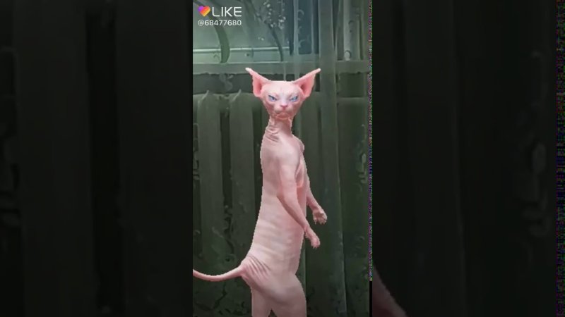 Сфинкс танцует