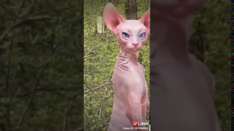 Сфинкс танцует перед котом