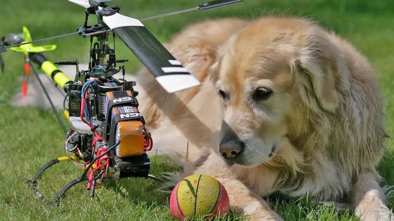 Вертолетик собакой