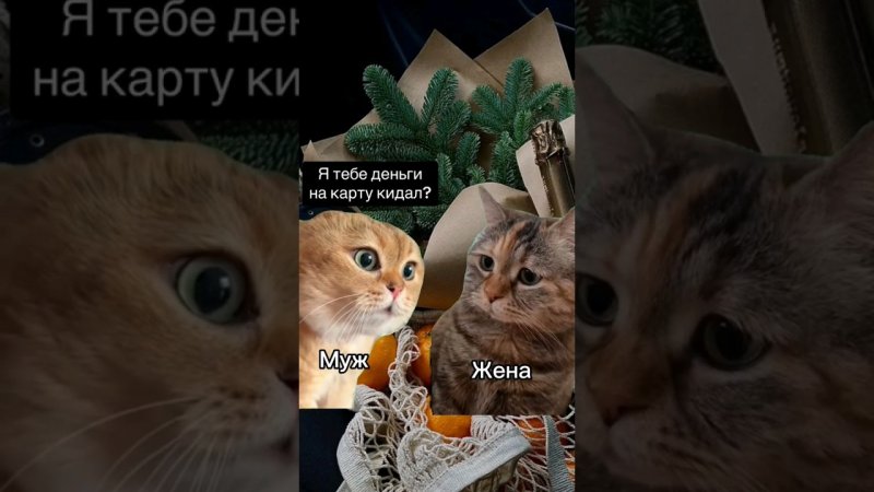 Мем про говорящего кота