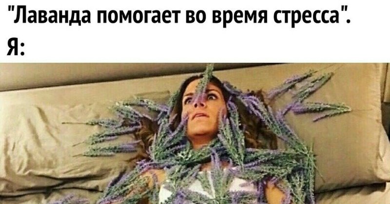 Лаванда успокаивает нервы Мем