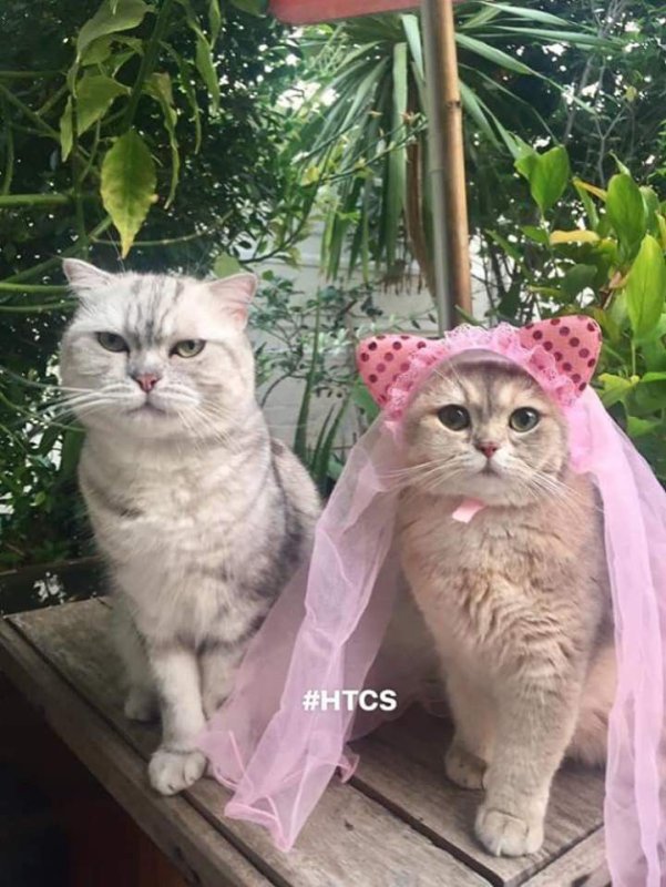 Женатые котики