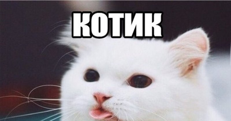 Котик для привлечения внимания