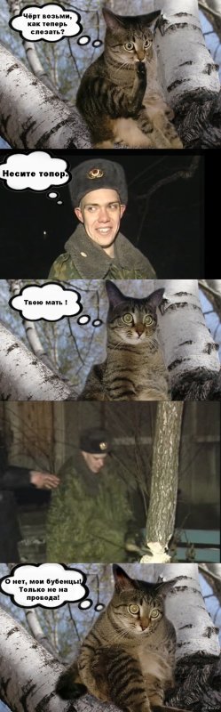 Солдат Барсик