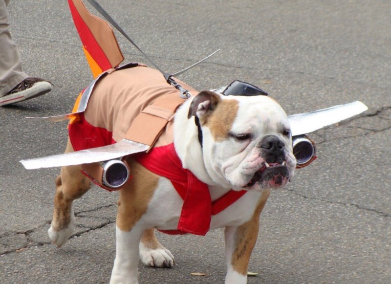 Бульдог самолет