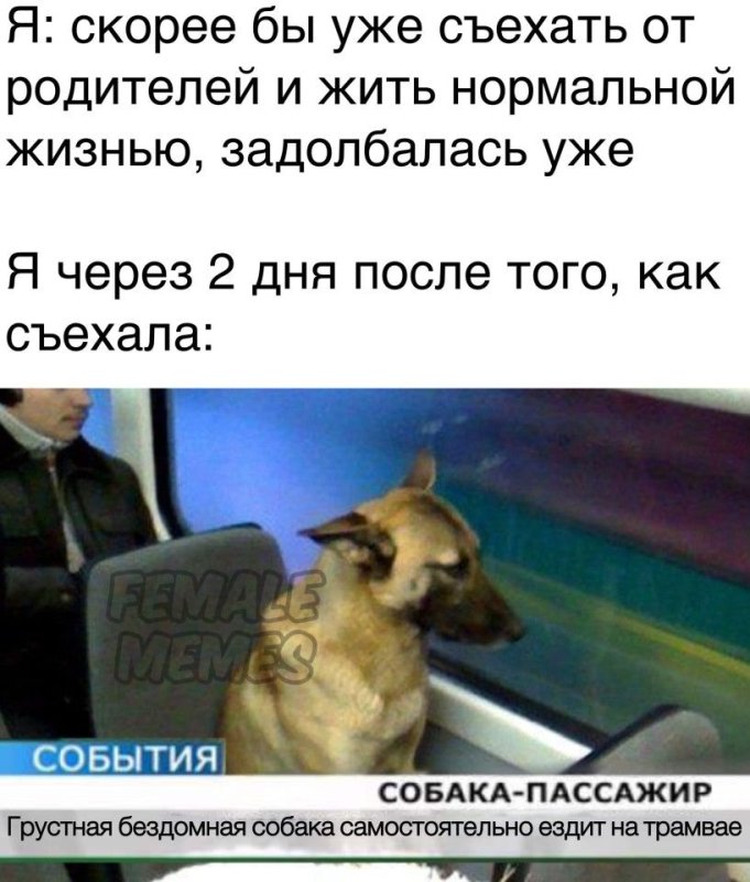 Собака в трамвае