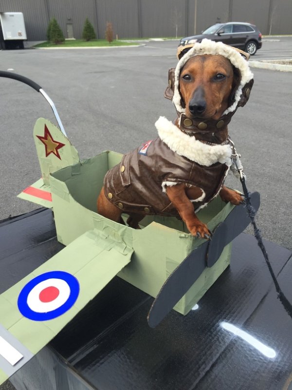 Собака вертолет