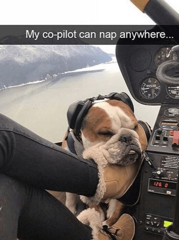 Собака пилот