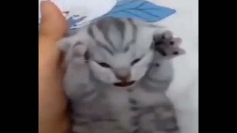 Котенок схватился за голову