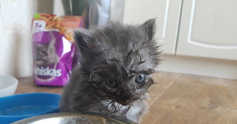 Котенок с грязной мордочкой