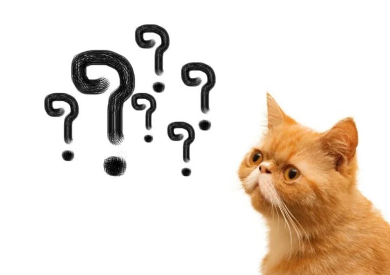 Кот вопросительный знак