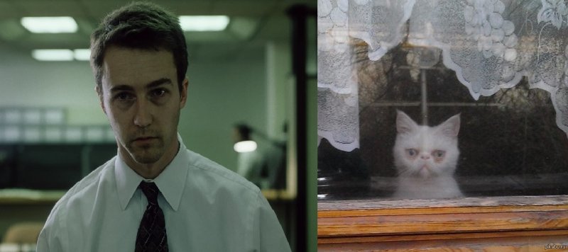 Котята как Бойцовский клуб