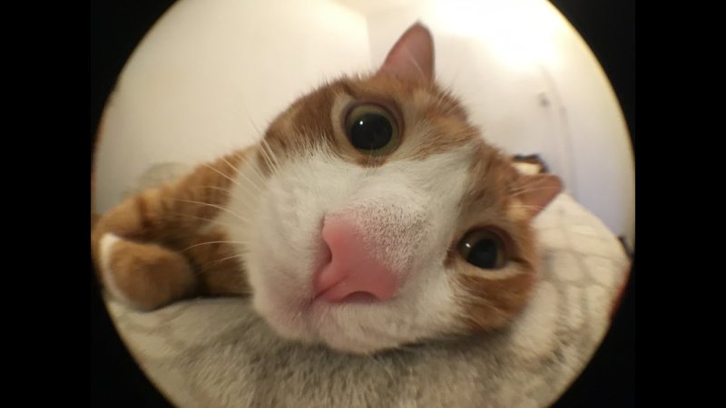 Вопрошающий кот