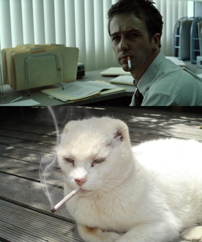 Эдвард Нортон Бойцовский клуб