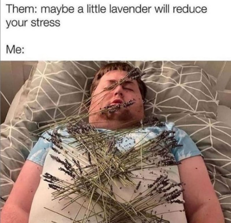 Лаванда от стресса прикол