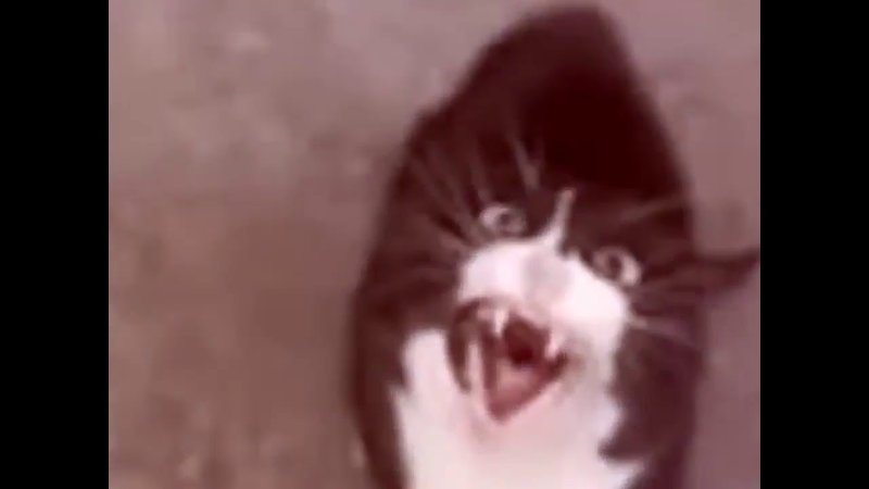 Кричащий кот